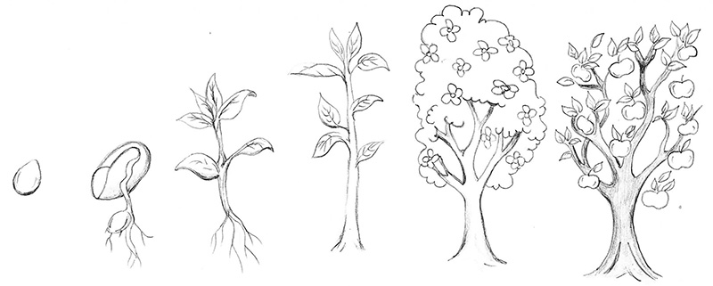 Tree sketch